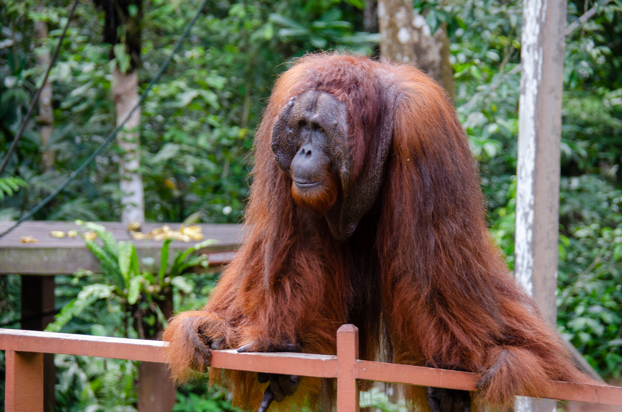 Close-up of an orangutan resting on a wooden railing in a lush green habitat.