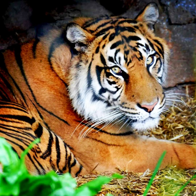 Exploring Auckland Zoo During the School Holidays: Big&nbsp;Cats