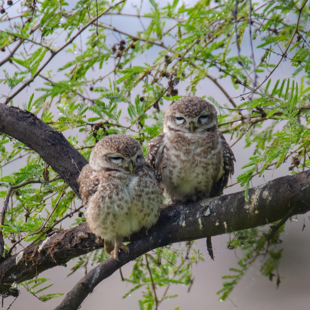 Bird Sanctuary: A Day at Keoladeo National&nbsp;Park