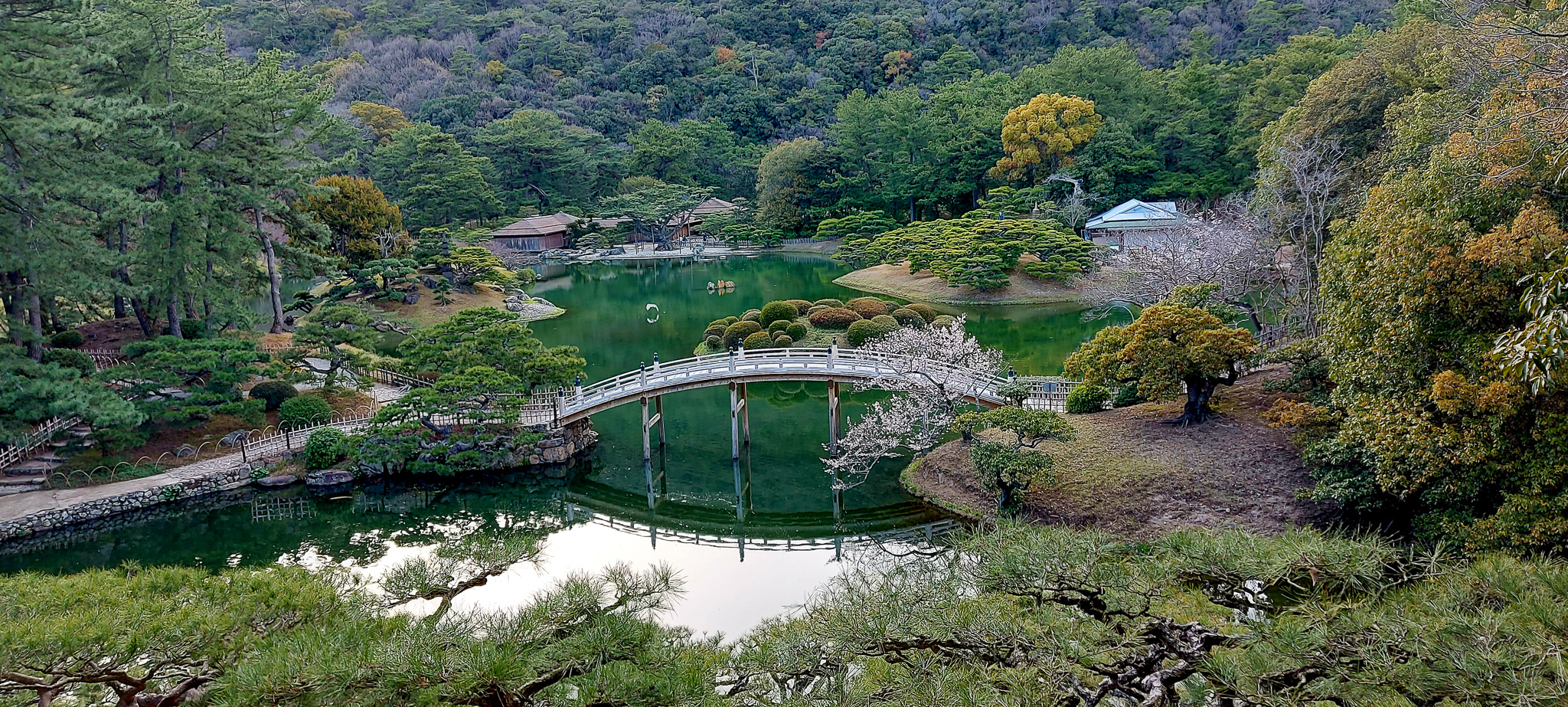 Cherry Blossom Adventure in Japan: A Travel Diary – Life With Janet