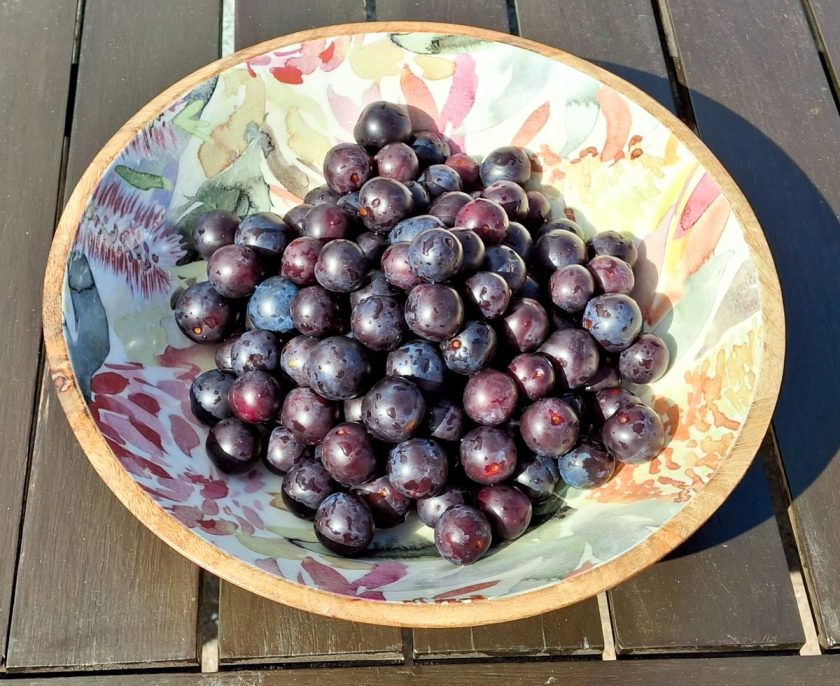 A whole bowl of vibrant purple Damson plums ready to turn into a deep coloured plum jam.