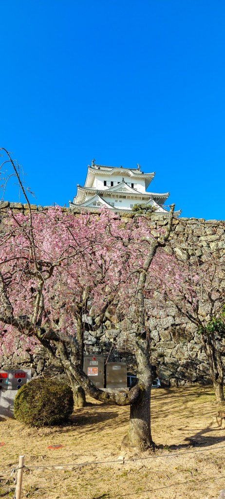 A scenic view of a traditional Japanese castle with cherry blossom trees in bloom in the foreground against a clear blue sky.