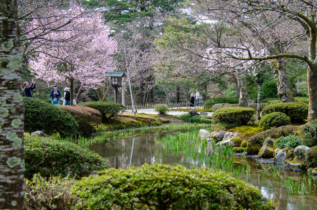 A picturesque Japanese garden featuring cherry blossom trees in bloom, a serene pond, and well-manicured shrubs. Visitors are spotted taking photos and enjoying the beauty of the scenery.