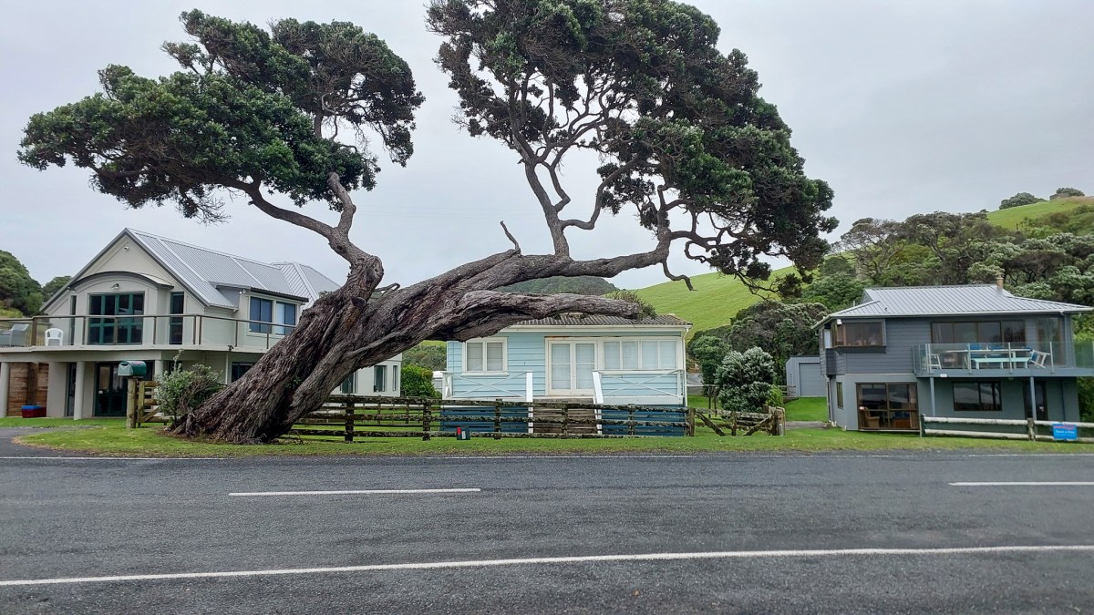 A scenic view of a coastal street lined with colorful houses and a large, leaning tree. The sky is overcast, indicating a cloudy day.