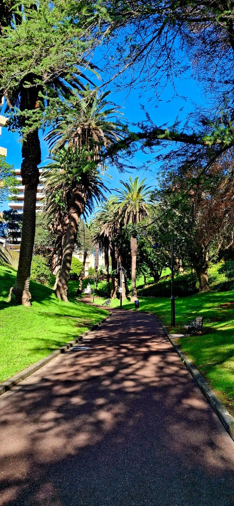 A sunny path lined with tall palm trees and greenery in a park setting, with a clear blue sky overhead.