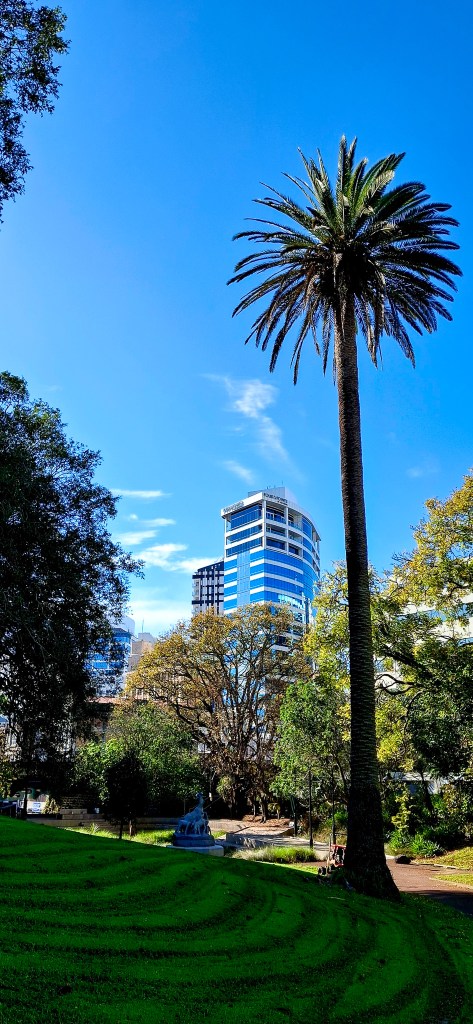 View of a tall palm tree in a park with a backdrop of modern buildings against a clear blue sky.