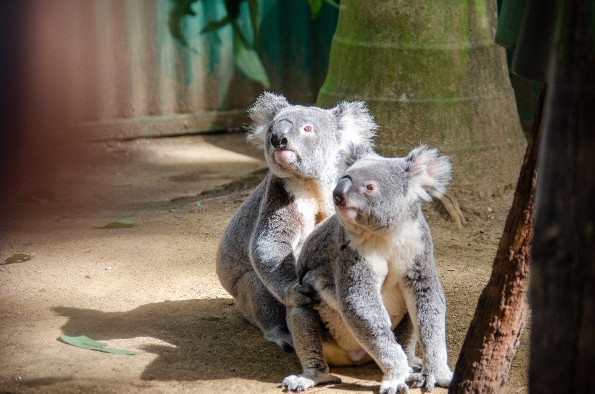 Two koalas resting and looking curiously around in their habitat.