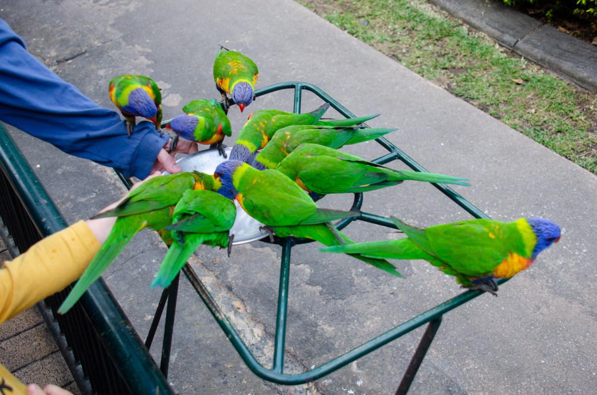 A person feeding a group of colorful lorikeets on a feeding stand, with grass and a pathway in the background.